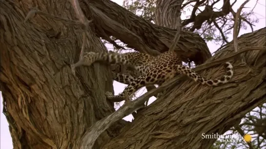 Amazing- Leopard Rockets Up a Tree to Catch Owls