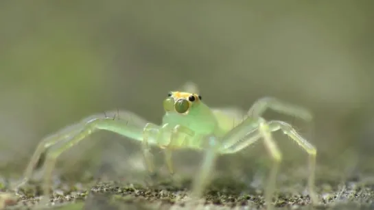 Googly Eyed Jumping Spider