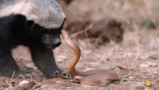 A Honey Badger and Mole Snake Fight to the Death