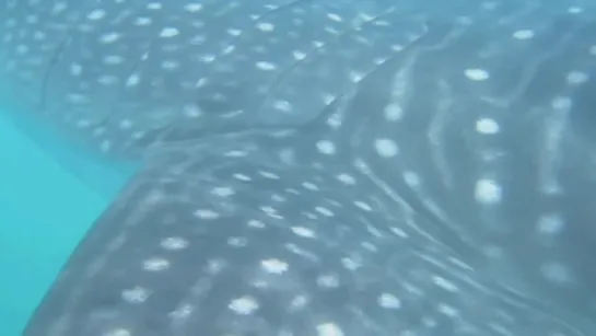 Cormoran fishing from Whale Shark