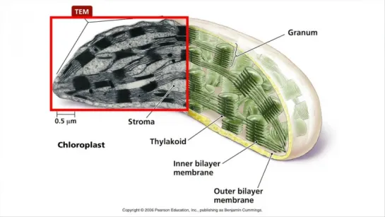 Mitochondria, Chloroplasts, and the Endosymbiotic Theory