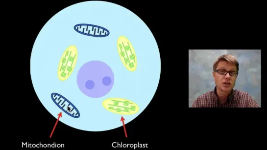 Endosymbiosis