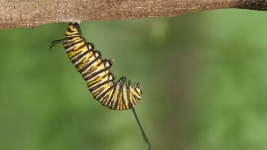 Why Is The Very Hungry Caterpillar So Dang Hungry _ Deep Look