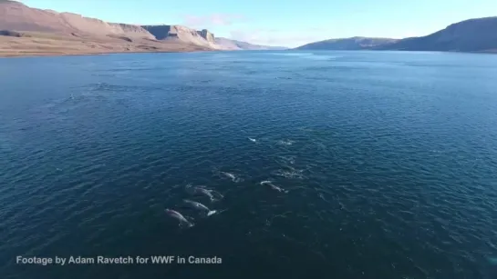 Never seen before behaviour: Narwhal whale uses its tusk to stun cod