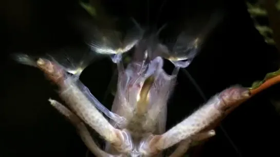 Vampire Shrimp Mouth Macro