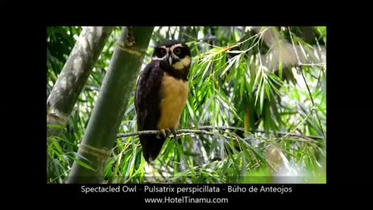 Spectacled Owl - Pulsatrix perspicillata - Buho de Anteojos