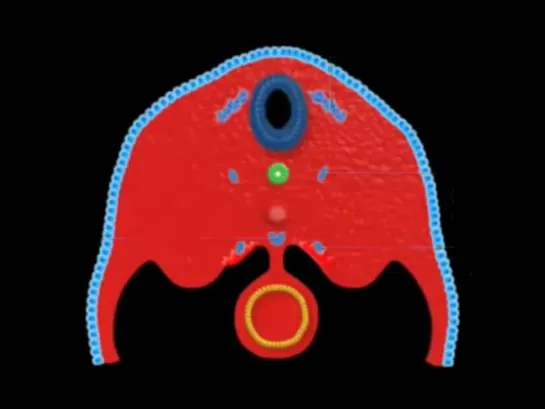 15- The development of the nervous system