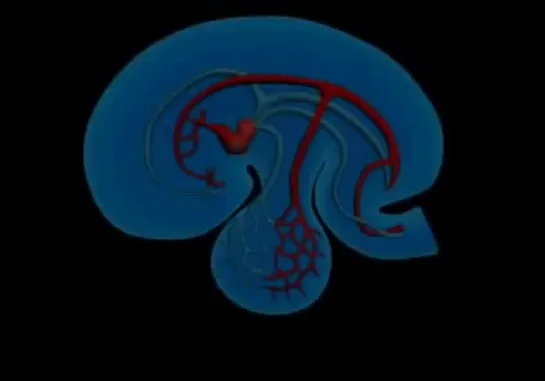 14- The development of the vascular system