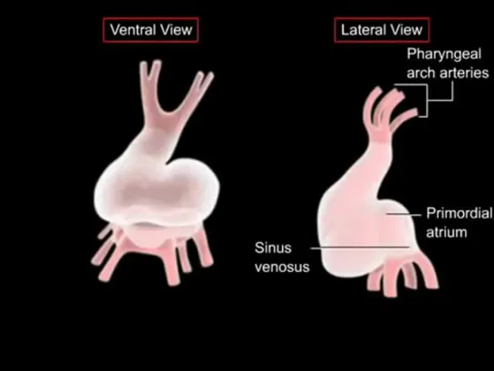 13- The development of the heart