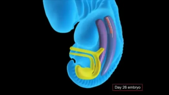 12- The development of the urinary tract