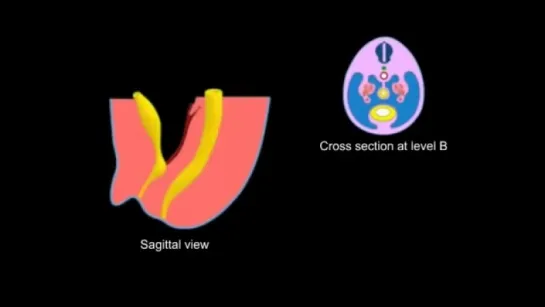 11 - The development of the reproductive system