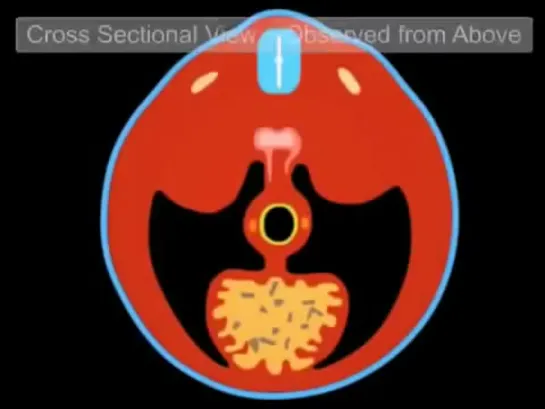 10 - The development of the gastrointestinal tract