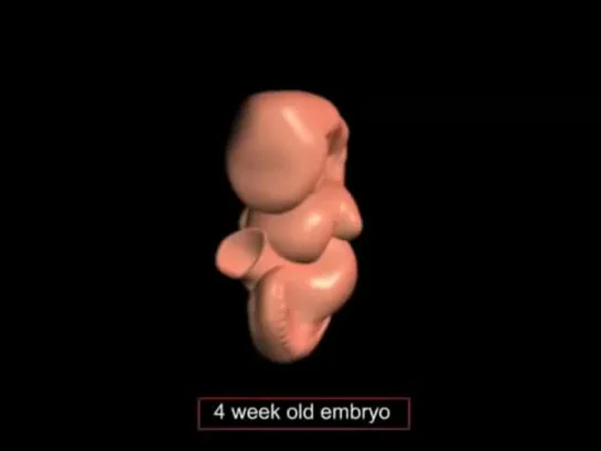 09 - Respiratory development