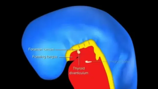 07- Pharyngeal arches, tongue, thymus, and thyroid