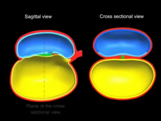 04 - Gastrulation