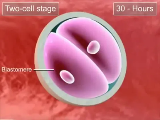 02 - Cleavage and blastocyst formation