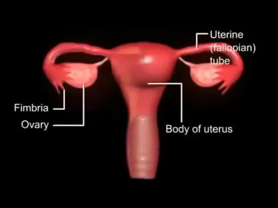 01- Fertilization