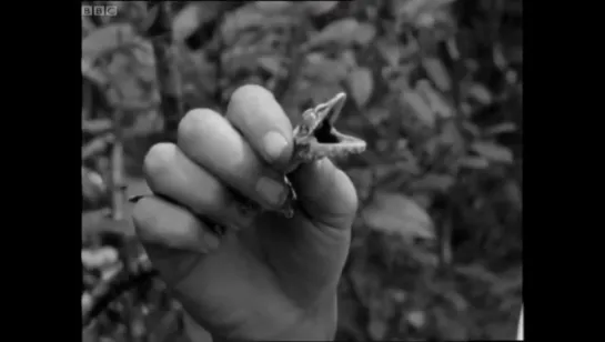 Attenborough finds a shady Gecko - Zoo Quest to Madagascar - BBC