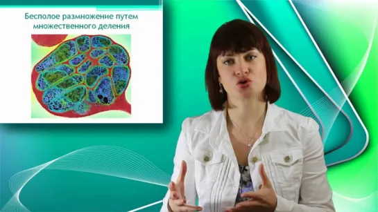 8. Малярийный плазмодий. Онлайн подготовка к ЕГЭ по Биологии.