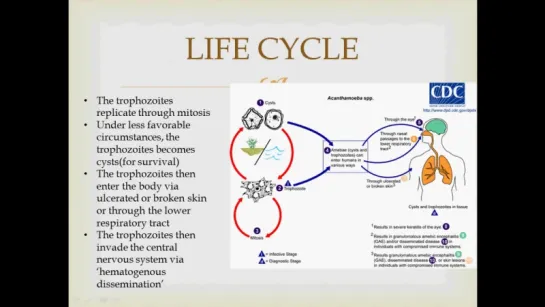 Parasitology- Acanthamoeba