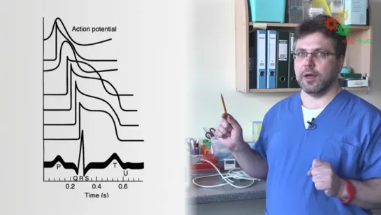 Физиология человека. Электрокардиограмма (М. Ловать)