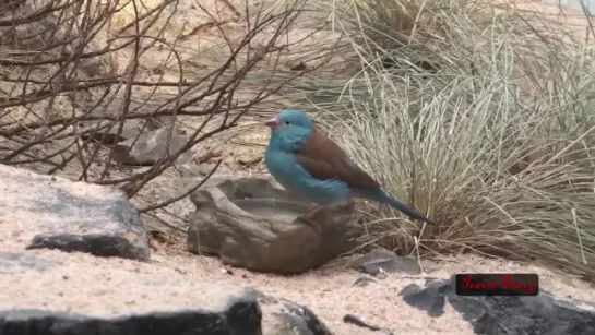 Blue Headed Waxbill at Frankfurt Zoo