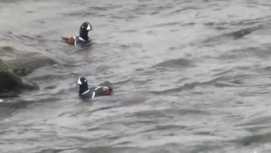 Harlequin Ducks in Iceland