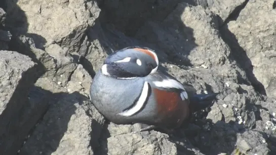 Harlequin Duck