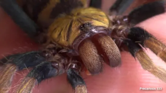 Tiger-striped Tarantula - Chromatopelma cyaneopubescens