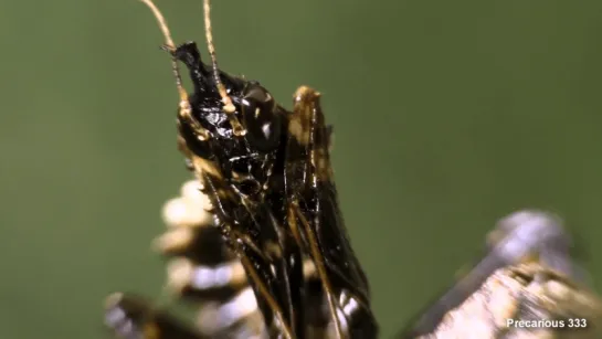 Idolomantis diabolica L1 nymphs dance together!