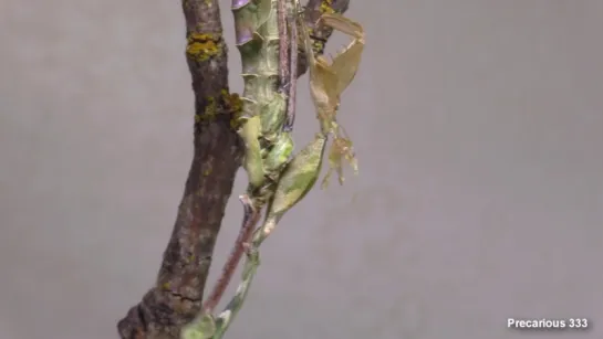 Green Violin Mantis Molt