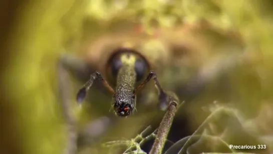 Cute little Weevil in his cozy yellow house