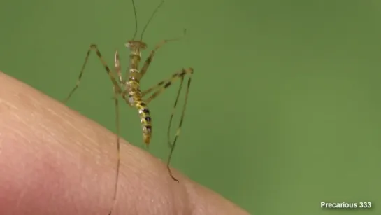 Caliris elegans - Fresh Hatched