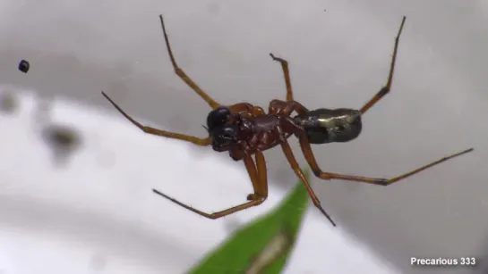 Ant Mimic Spider