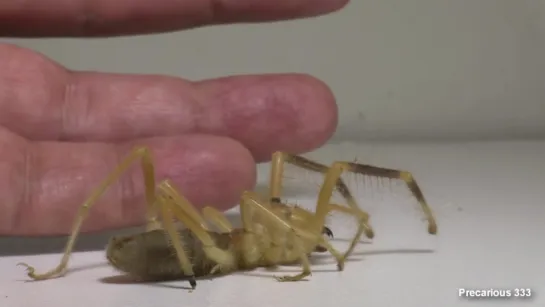 Aaah! The Dreaded Camel Spider!