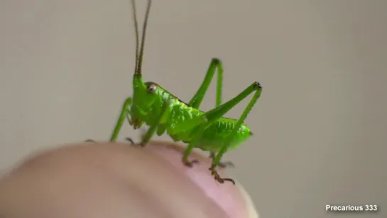 Giant Texas Katydid nymphs