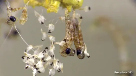 Sibylla pretiosa nymphs HATCH!