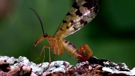 Scorpionfly male