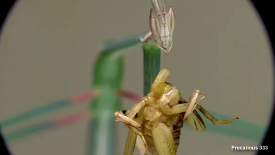 Schizocephala bicornis eats a cricket