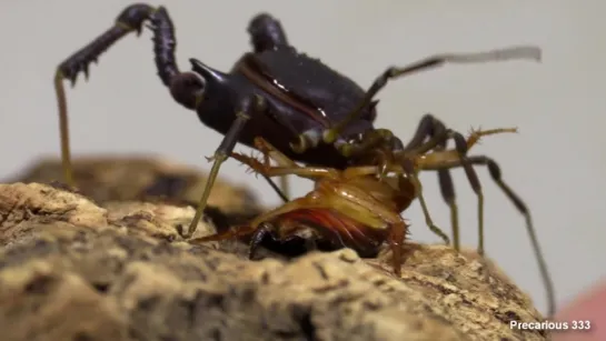 Red Devil Harvestmen eats a roach