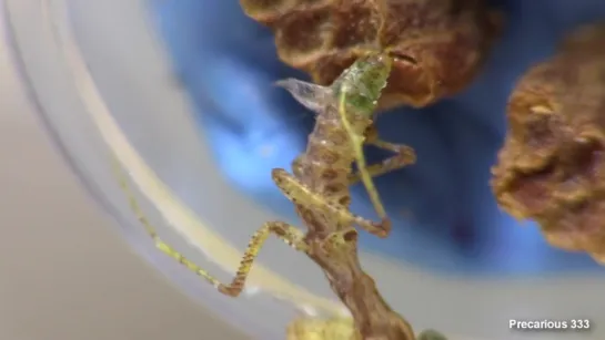 Moss Mantis is Born!