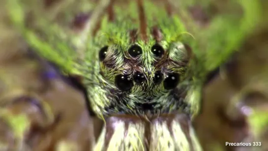 Heteropoda boiei - Tropical Huntsman Spider