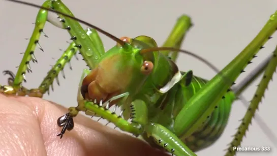 Giant Texas Katydid hangs like a bat to eat