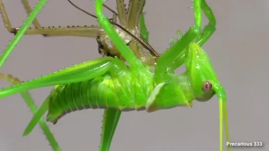 Giant Texas Katydid  molts