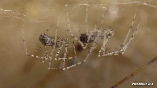 Florida Spitting Spider with Babies