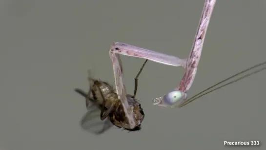 Clear Mantis Eats  Swallows