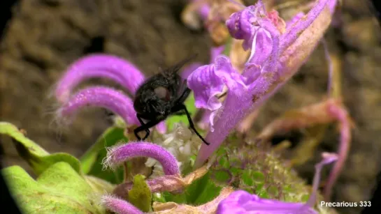 Ambush Bug Cleans its Antenna