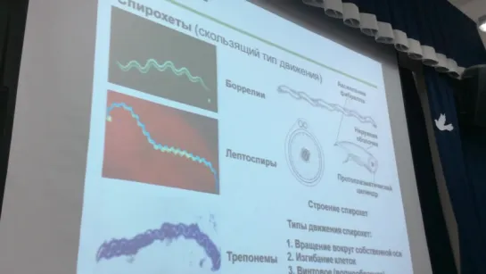 15. Патогенные спирохеты