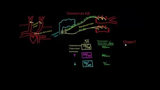 19. Регулирование кровяного давления при помощи барорецепторов