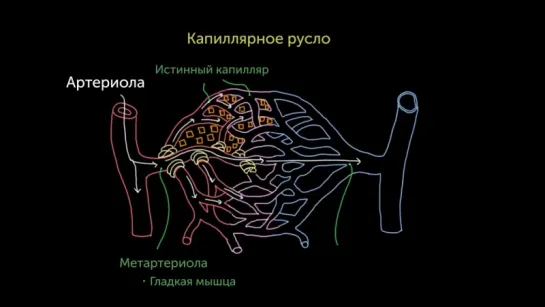 10. Предкапиллярные сфинктеры